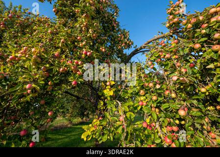Reife, rote und gelb-grüne Äpfel hängen am AST eines Apfelbaums im Sonnenschein Stockfoto
