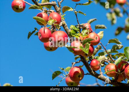 Reife, rote Äpfel hängen am AST eines Apfelbaums kurz vor der Ernte im Sonnenschein mit blauem, wolkenlosen Himme Stockfoto