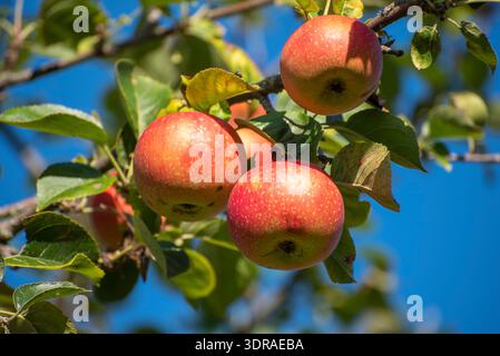 Reife, roter Äpfel hängen am AST eines Apfelbaums im Sonnenschein Stockfoto