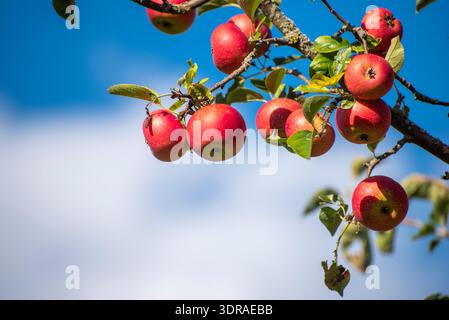 Reife, roter Äpfel hängen am AST eines Apfelbaums im Sonnenschein Stockfoto
