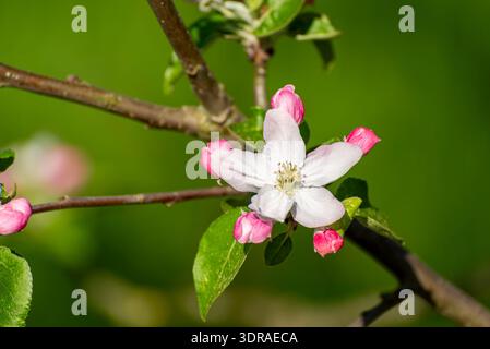 Nahaufnahme einer weißen Apfelblüte mit rosafarbenen Knospen, die hell von der Sonne auf einem Ast vor grünem Hintergrund beleuchtet werden. Stockfoto