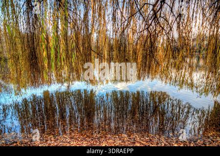 Die Zweige einer Trauerweide mit herbstlichen Blättern hängen über einem See am Ufer Stockfoto