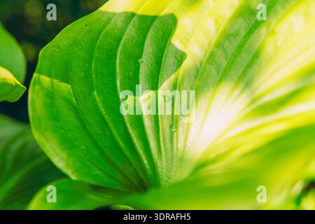 Makrofotografie eines großen grünen Blattes in Nahaufnahme, die die komplexen Venenmuster und das natürliche Licht hervorhebt, das durch die Oberfläche filtert. Stockfoto