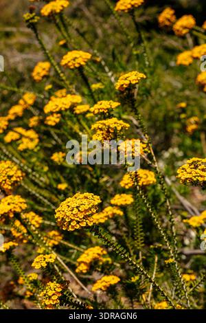 Natürliches Nahaufnahme blühendes Pflanzenporträt der herrlich hellen Cooloumia Verticordia, die im Kings Park und im Botanischen Garten Perth, Australien, blüht Stockfoto