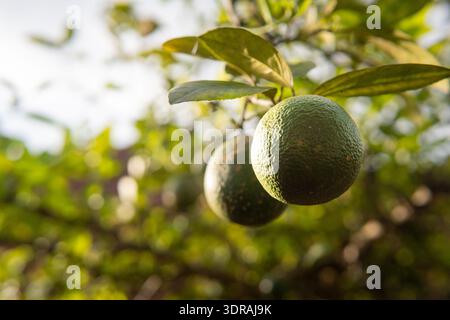 Natürlicher Schuss von grünen Zitrusfrüchten, die auf einem Baum wachsen, mit Sonnenlicht, das durch die Blätter filtert. Wunderschönes Bokeh und Garten Hintergrund. Stockfoto