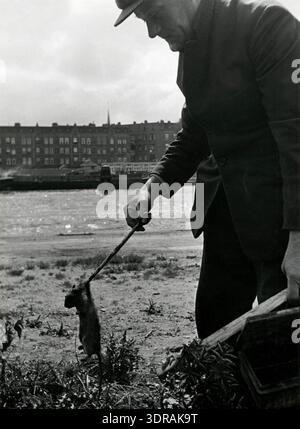 Dieses Foto, das vor 1935 von Wiel van der Randen aufgenommen wurde, zeigt einen Rattenvernichter in Amsterdam, der eine tote Ratte mit einem Stock in der Ferne hält. Das Bild zeigt Methoden zur Schädlingsbekämpfung in Städten, wobei der Schwerpunkt auf individueller Aktion, Einsatz von Werkzeugen und physischer Handhabung von Ratten liegt. Die Szene zeigt die Umgebung von Straßen oder Außenbereichen in Amsterdam während der 1930er Jahre, wobei Maßnahmen im Bereich der öffentlichen Gesundheit, Hygiene und systematische Rattenkontrollen in einem historischen städtischen Umfeld hervorgehoben werden. Stockfoto