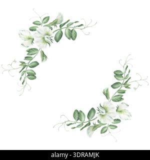 Halbkranz mit weißen Blüten und Blättern von grünen Erbsen. Aquarellillustration handgezeichnet und isoliert auf weißem Hintergrund. Perfekt zum Dekorieren Stockfoto
