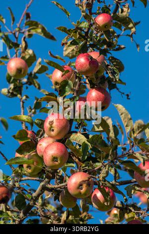 Reife, roter Äpfel hängen am AST eines Apfelbaums im Sonnenschein Stockfoto