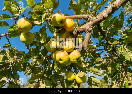 Reife, gelb-grüne Äpfel hängen am AST eines Apfelbaums im Sonnenschein Stockfoto