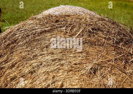 Detailansicht der Kante eines gepressten Rundballens Heu Stockfoto
