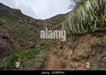 Großer Euphorbia canariensis cardón Candelabra Sukkulent, der auf der rechten Seite eines Wanderweges durch die Schlucht Barranco de Chamorga in Anaga wächst, Stockfoto