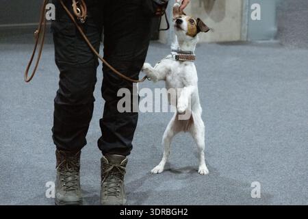Jack russel Terrier mit Frau Stockfoto