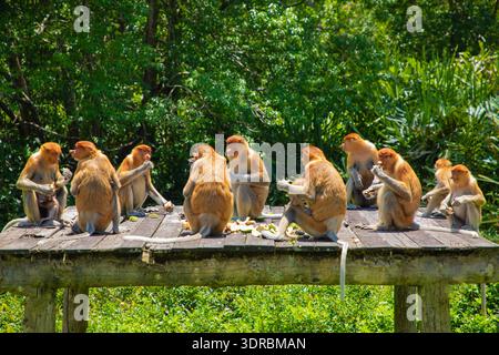 Proboscis Monkey Nasalis larvatus im Mangrovenregenwald Stockfoto