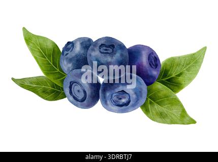 Blaubeere Aquarellillustration, handgemalte reife Beeren mit grünen Blättern isoliert auf hellem Hintergrund. Realistische botanische Kunst für Verpackungen Stockfoto