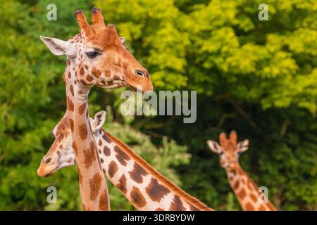 Giraffe im selektiven Fokus auf grünem Naturhintergrund Stockfoto