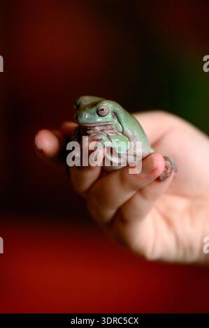 Ein großer grüner Baumfrosch sitzt auf der Palme einer Person. Porträt eines Baumfrosches, der auf einer menschlichen Hand vor einem verschwommenen roten Hintergrund sitzt Stockfoto