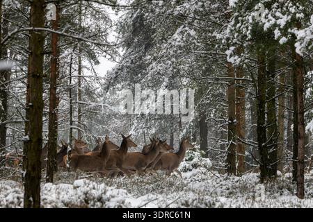 Rothirsche bewegen sich durch einen Fichtenwald im Neuschnee / Cervus elaphus Stockfoto