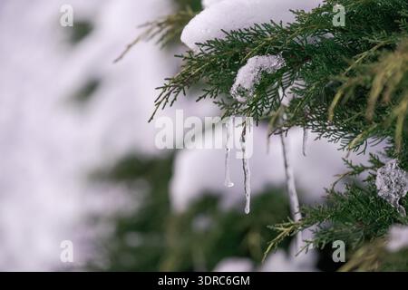 Aus nächster Nähe sehen Sie immergrüne Äste mit frischem Schnee und kleine Eiszapfen, die an Nadeln hängen. Weicher Winterhintergrund sorgt für eine natürliche Jahreszeit Stockfoto