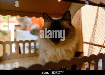 Eine flauschige Siamkatze sitzt in einem dekorativen Holzhaus. Eine reinrassige Katze entspannt sich in einem mehrstöckigen Spielbereich in einem hellen Raum Stockfoto
