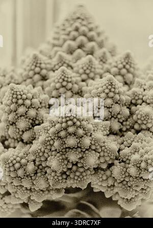 Abstraktes Porträt des Romanesco Brokkoli/Blumenkohl in Sepia-Ton, der einem Weihnachtsbaum ähnelt Stockfoto