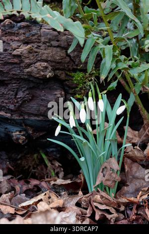Schneeglöckchen Galanthus nivalis, im späten Winter blühende Pflanze im Frühfrühling, die weiße Blüten auf graugrünen Einzelstielen und schmalen Basalblättern herabhängt Stockfoto