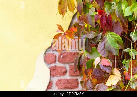 Alte Mauerruinen und wilde Trauben. Herbst. Bunte Blätter. Selektiver Fokus und Kopierbereich Stockfoto
