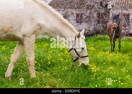 Weißes Pferd mit Neckholder grast auf üppigem grünem Gras mit gelben Blumen, während braunes Pferd hinter dem Bauernhof steht. Stockfoto