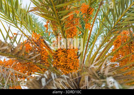 Leuchtend orangefarbene Dattelhaufen wachsen unter grünen Palmwedeln vor klarem Himmel. Stockfoto