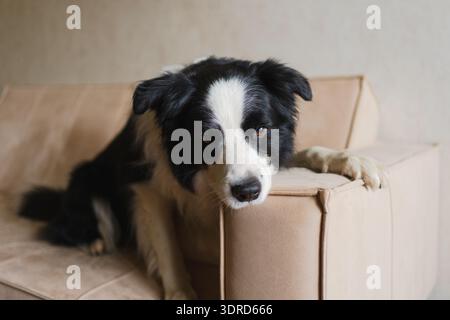 Niedlicher Hündchenbund Collie liegend mit lustigem Gesicht auf der Couch zu Hause drinnen. Haustier-Hund ruht sich auf Cozy aus Stockfoto