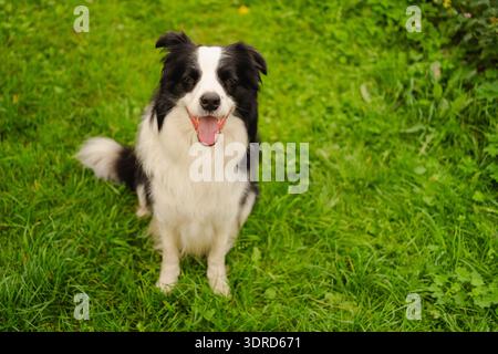 Außenporträt des niedlichen lächelnden Hündchenbordcollie, der auf Parkhintergrund sitzt. Kleiner Hund mit lustigem Gesicht an sonnigen Sommertagen Stockfoto
