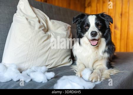 Frecher, verspielter Hündchen-Border Collie nach dem unverschämten beißenden Kissen, das zu Hause auf der Couch liegt. Schuldiger Hund und zerstörtes lebendes Zimmer Stockfoto