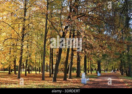 Oktober Herbst Park in Russland, eine Eichenallee mit roten Blättern. Schöne helle Landschaft im Park, Jahreszeiten, goldene Herbstmeere Stockfoto