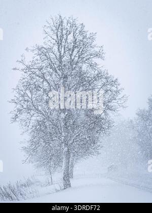 Einsamer Baum bei starkem Schneesturm während des Winterblizzards Stockfoto