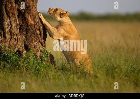 Löwin, die einen großen Akazienbaum im Masai Mara Reserve in Kenia klaut Stockfoto