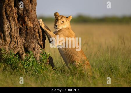 Löwin, die einen großen Akazienbaum im Masai Mara Reserve in Kenia klaut Stockfoto