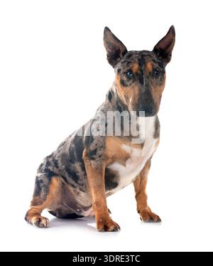 Miniatur Bull Terrier vor weißem Hintergrund Stockfoto