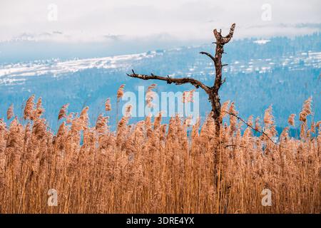 Landschaft eines toten Baumes über dem Goldenen Schilfbett im Feuchtgebiet des Neuchâtel-Sees. Yverdon, Waadt, Schweiz. Stockfoto