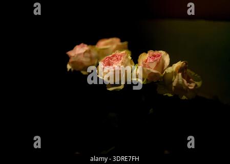 Rosen auf schwarzem Hintergrund sanfte Beleuchtung Stockfoto