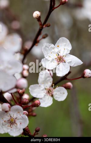 Prunus cerasifera „Nigra“, Kirschpflaume) Stockfoto
