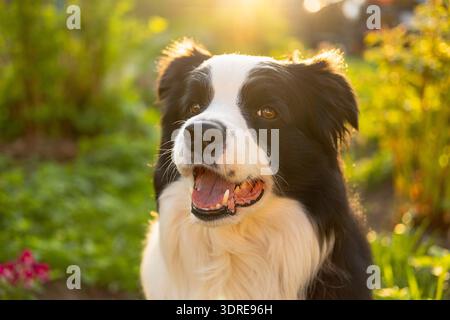 Außenporträt des niedlichen lächelnden Hündchenbordcollie, der auf Parkhintergrund sitzt. Kleiner Hund mit lustigem Gesicht an sonnigen Sommertagen Stockfoto