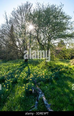 Frühling auf der Wiese im Great Dixter Garden, mit Narzissen, Narzissen Stockfoto