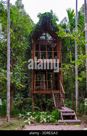 Entdecken Sie ein einzigartiges Holzbaumhaus umgeben von üppigem Grün im Dschungel-Regenwald Stockfoto