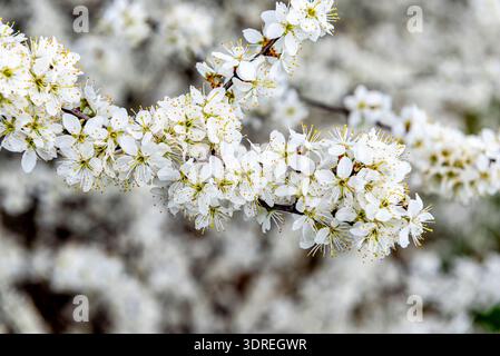 Nahaufnahme der weißen Blüten, Blütenblätter und gelben Blütenstempel eines Schwarzdorns auf einem Ast Stockfoto