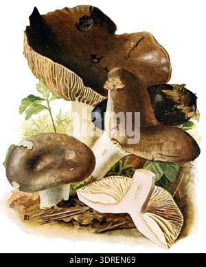 Russula nigricans, auch als Schwärzpilz bezeichnet, ist ein Basidiomyzetenpilz aus der Familie Russulaceae. Er hat eine Kappe, die von weißlich bis graubraun dunkel wird und schließlich schwarz wird, und dicke, brüchige Kiemen, die mit zunehmendem Alter ihre Farbe ändern. Der Pilz ist in europäischen und gemäßigten Wäldern weit verbreitet, wo er mykorrhizale Assoziationen mit Bäumen bildet. Das Fleisch wird schwarz, wenn es reift, und der Sporenabdruck ist weiß. Stockfoto