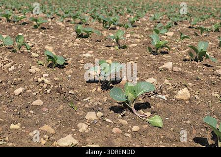 Kohl-Setzlinge auf einem Feld auf felsigem Boden, landwirtschaftliche Arbeit im Dorf. Konzept der Geburt des neuen Lebens und der Frühlingsankündigung, t Stockfoto