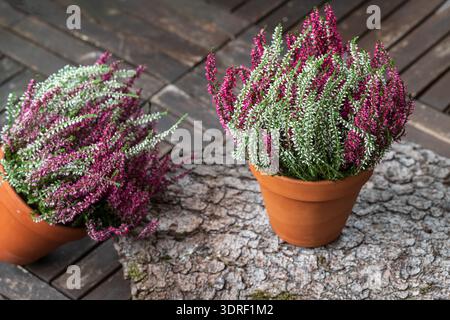 Blühende weiße und rosa Heidekraut (calluna vulgaris L.) im Tontopf auf Holzterrassenboden im Garten. Herbst- und Winterpflanzen, die kultiviert werden. Stockfoto