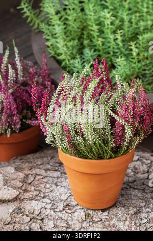 Blühende weiße und rosa Heidekraut (calluna vulgaris L.) im Tontopf auf Holzterrassenboden im Garten. Herbst- und Winterpflanzen, die kultiviert werden. Stockfoto
