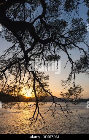 Silhouette aus Kiefernzweigen am Ufer des großen Sees im Mljet Island National Park, hintergrundbeleuchtet von der untergehenden Sonne Stockfoto