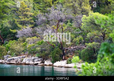 Kiefern und Steineichen im Wald am Ufer des Sees Veliko jezero im Nationalpark auf der Insel Mljet, Kroatien Stockfoto