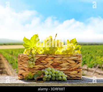 Ein Korb gefüllt mit Trauben vor einem sonnigen Weinberg Stockfoto